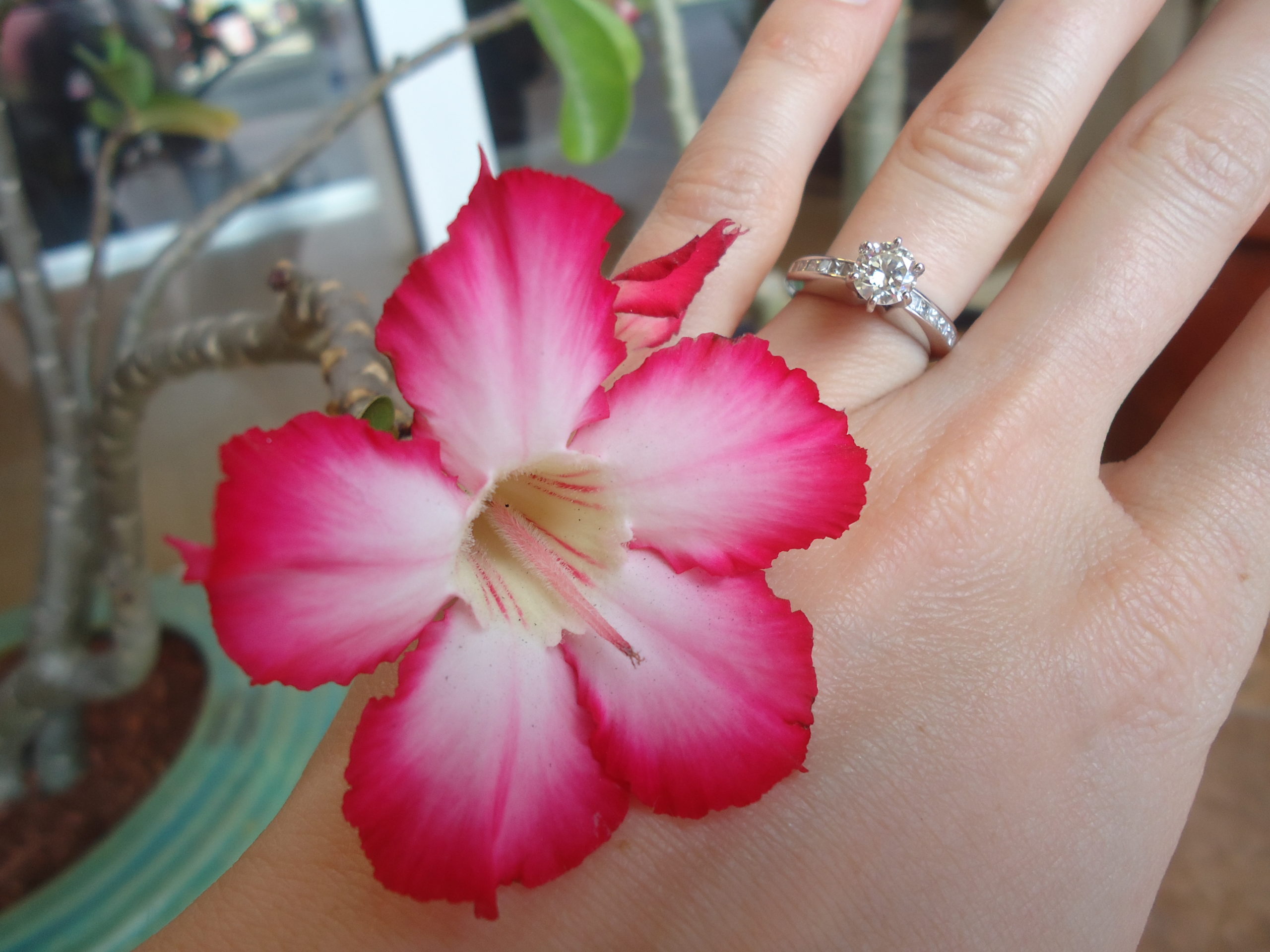 Pink flower in foreground with diamond engagement ring on a girls hand