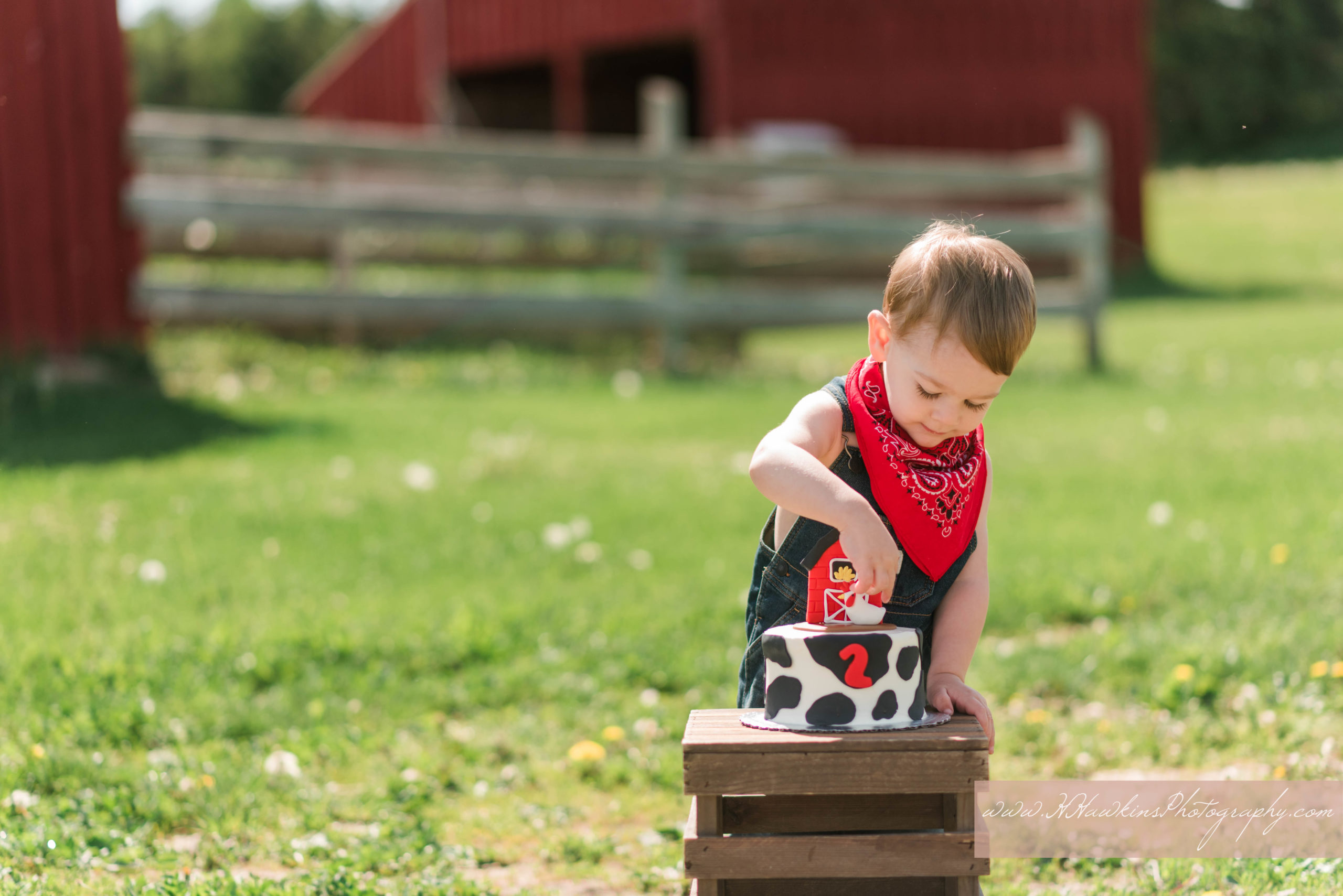 Two year old boy digs into his farm themed birthday cake for his smash by Syracuse family photographer