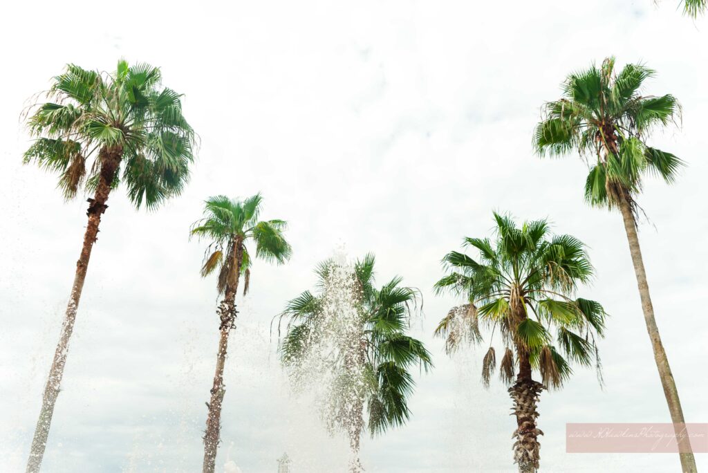 Palm trees at splash pad in  Celebration FL for engagement photos session