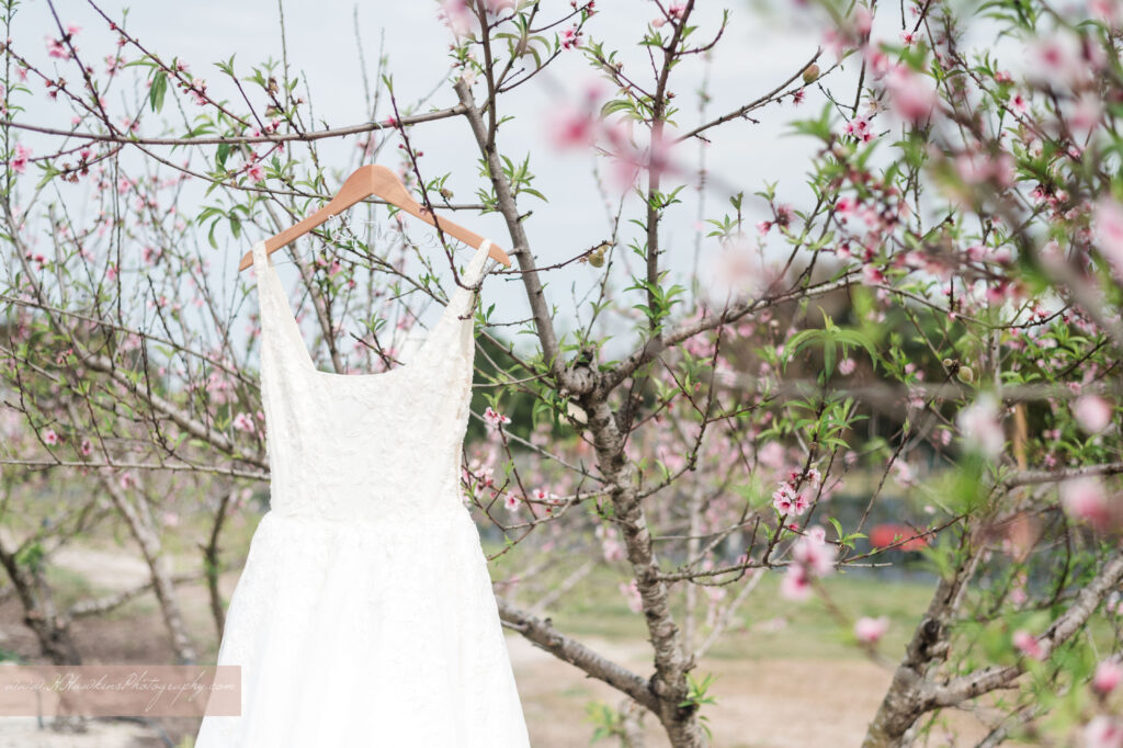 Brides white wedding dressing hanging on peach trees with pink blossoms at Acres of Grace Family Farms wedding venue